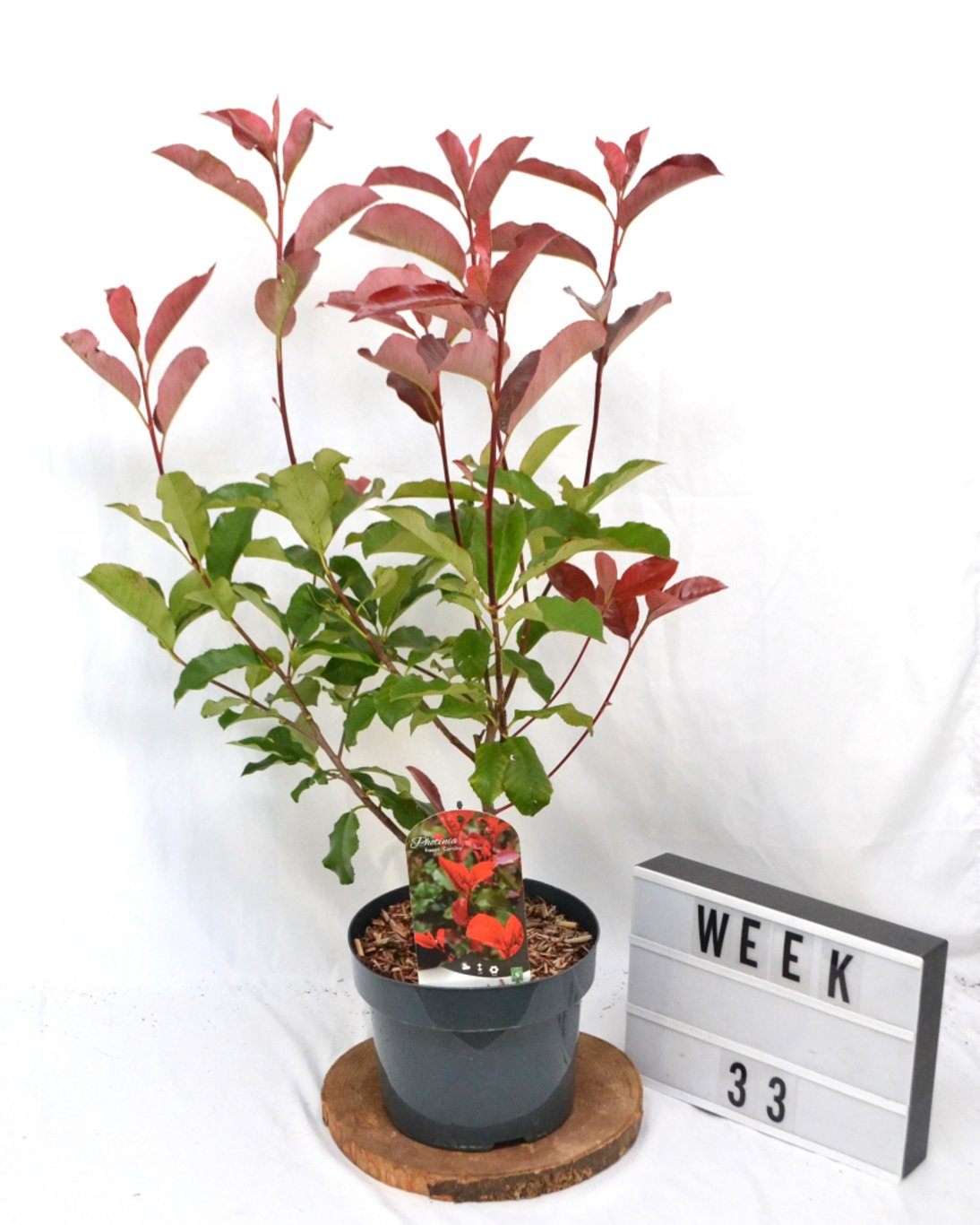 Photinia fraseri 'Camilvy' - C5 40-50 CM